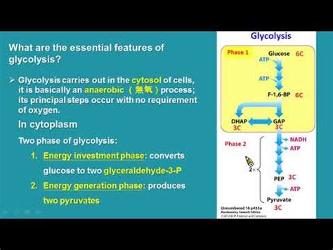 糖解途徑口訣|第二節 糖解作用 (glycolysis)